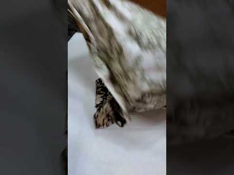 BAROQUE PRINT LUXURY LAWN COLLECTION UNSTITCHED 3PC